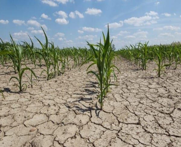 Limpopo Farmers Grapple with Heatwave and Drought